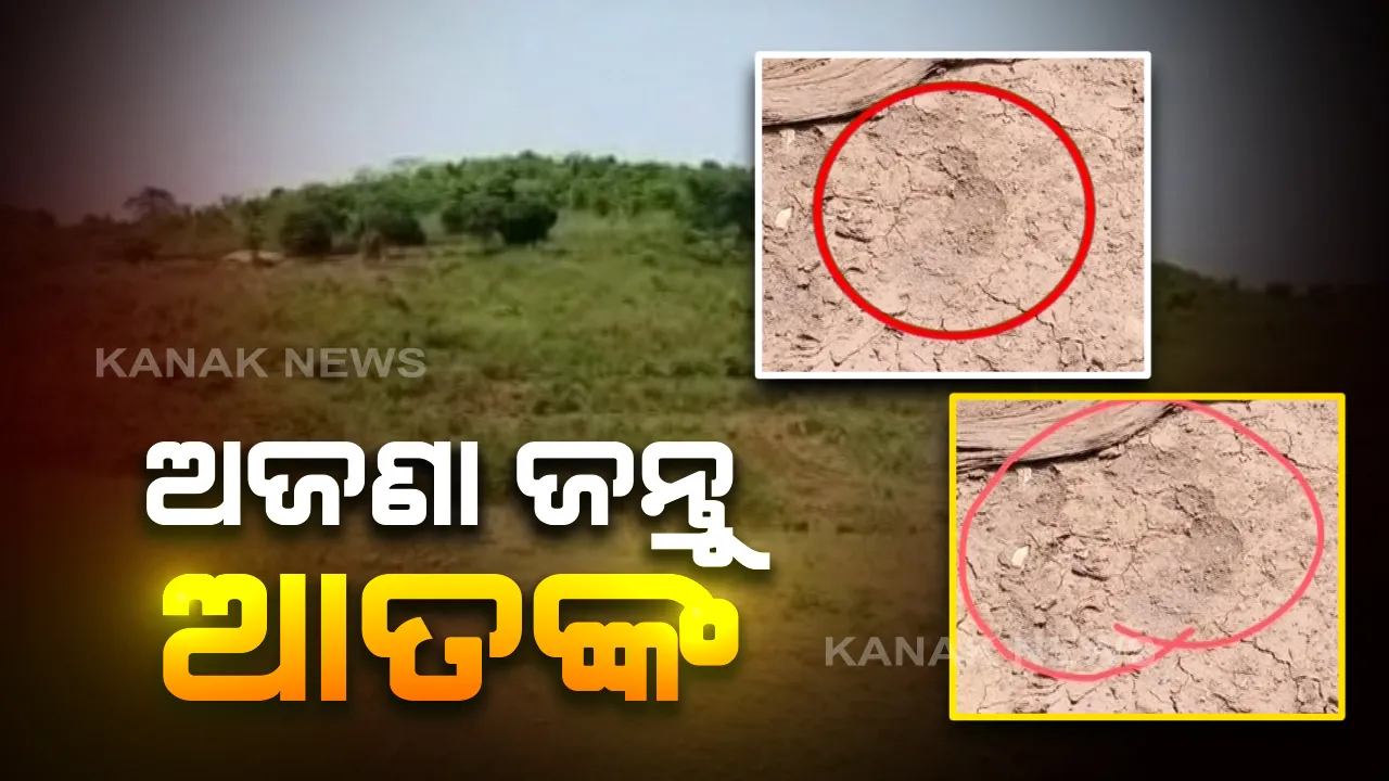  ନବରଙ୍ଗପୁର ଫୁଟକାର ଗାଁରେ ଅଜଣା ଜନ୍ତୁ ଆତଙ୍କ । ରାତିରେ ପଶି ଗାଈଗୋରୁଙ୍କୁ ଆକ୍ରମଣ : ଲୋକଙ୍କ ଭିତରେ କୋକୁଆ ଭୟ