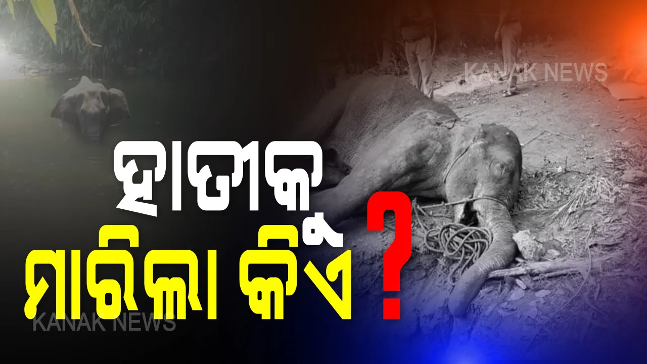  ହାତୀ ହତ୍ୟାକୁ ନେଇ ସାରା ଦେଶରେ ଅସନ୍ତୋଷ । ସୋସିଆଲ ମିଡିଆରେ ତୀବ୍ର ନିନ୍ଦା କଲେ ଖେଳାଳୀ, ନେତା ଓ ଅଭିନେତା । ପଶୁ ହତ୍ୟାକାରୀଙ୍କୁ କଠୋର ଦଣ୍ଡ ପାଇଁ ଉଠିଲା ଦାବି...