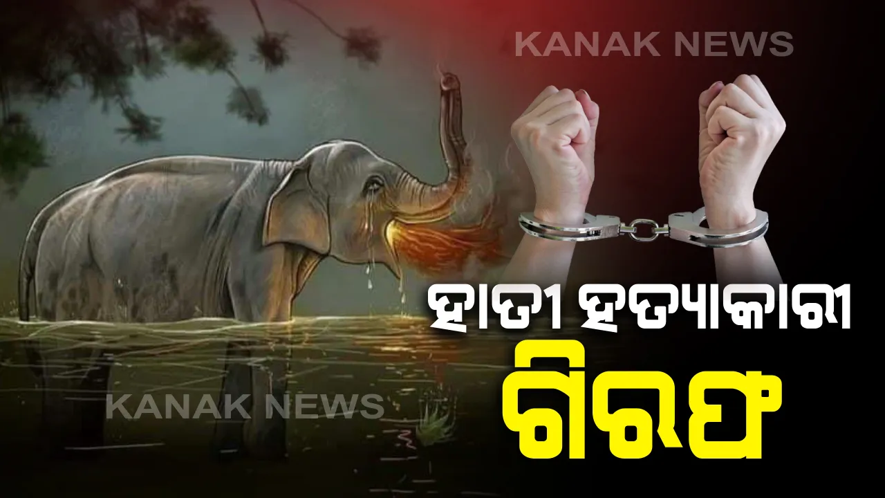  ଗର୍ଭିଣୀ ହାତୀର ହତ୍ୟାକାରୀ ଗିରଫ । ସୂଚନା ଦେଲେ କେରଳ ଜଙ୍ଗଲ ମନ୍ତ୍ରୀ । କହିଲେ, ଆଇନ୍ ଆଖିରୁ ବର୍ତ୍ତି ପାରିବେନି ଅନ୍ୟ ଅଭିଯୁକ୍ତ ।