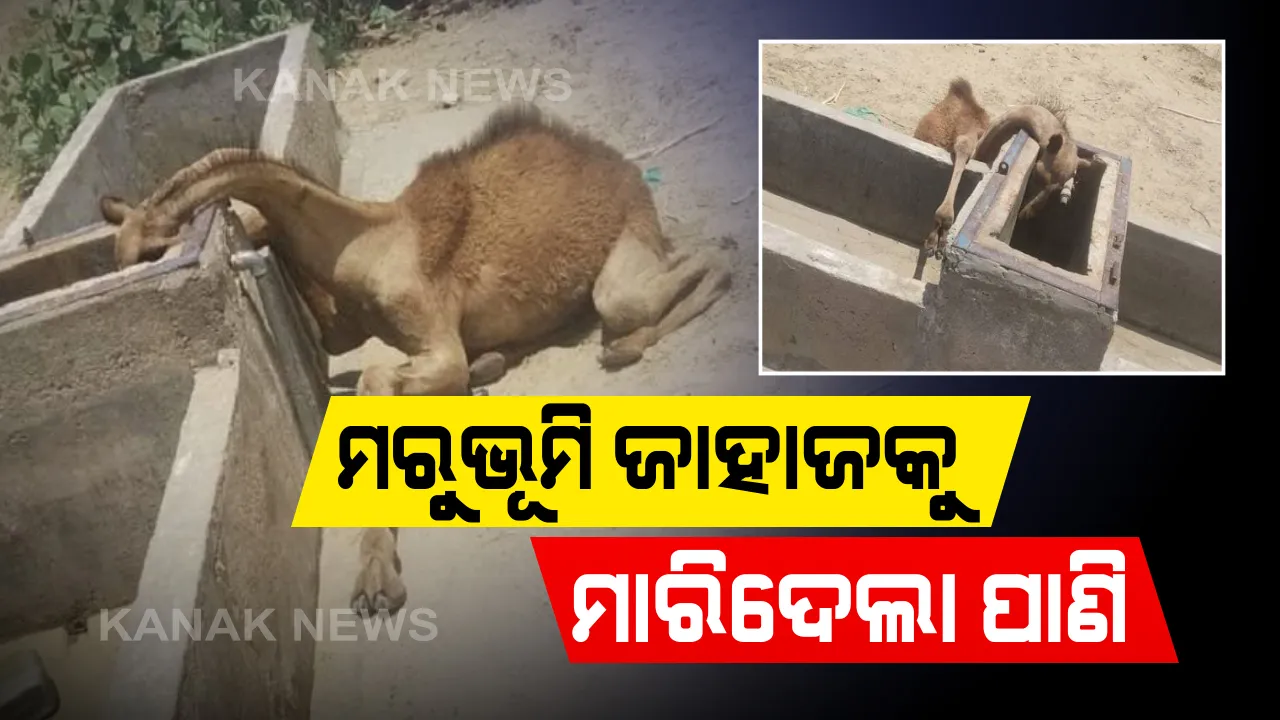  ଜଳସଂକଟର ଭୟଙ୍କର ସ୍ଥିତି : ପାଣି ଖୋଜି ଖୋଜି ଶୁଖିଲା କୁଣ୍ଡ ପାଖରେ ପ୍ରାଣ ଛାଡିଦେଲା ଓଟଛୁଆ , ସରକାରଙ୍କୁ ଜବାବ୍ ମାଗିଲେ ଗ୍ରାମବାସୀ ।