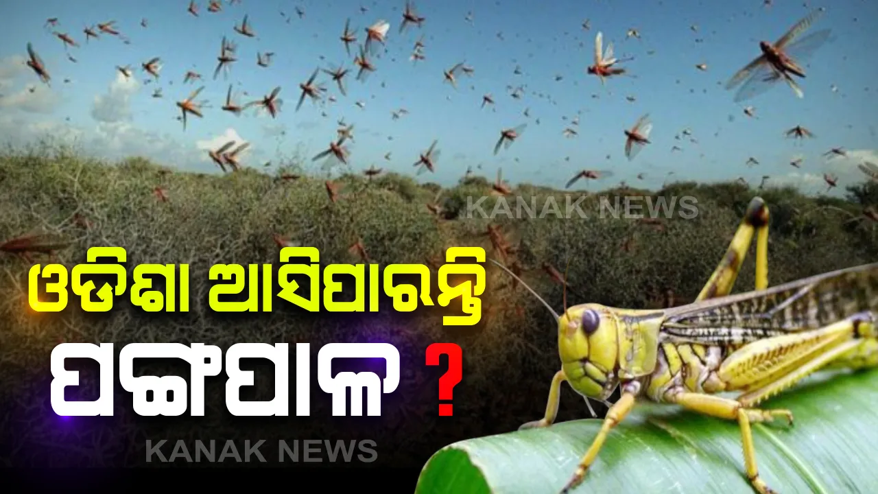  ପଙ୍ଗପାଳ ମୁକାବିଲା ନେଇ ମୁଖ୍ୟମନ୍ତ୍ରୀଙ୍କ ସମୀକ୍ଷା: ସ୍ଥିତିରେ ସମୀକ୍ଷା ପରେ ସଜାଗ ରହିବାକୁ ନବୀନଙ୍କ ପରାମର୍ଶ; ୫ ଜିଲ୍ଲାକୁ ସତର୍କ କରାଇଲେ ରାଜ୍ୟ ସରକାର