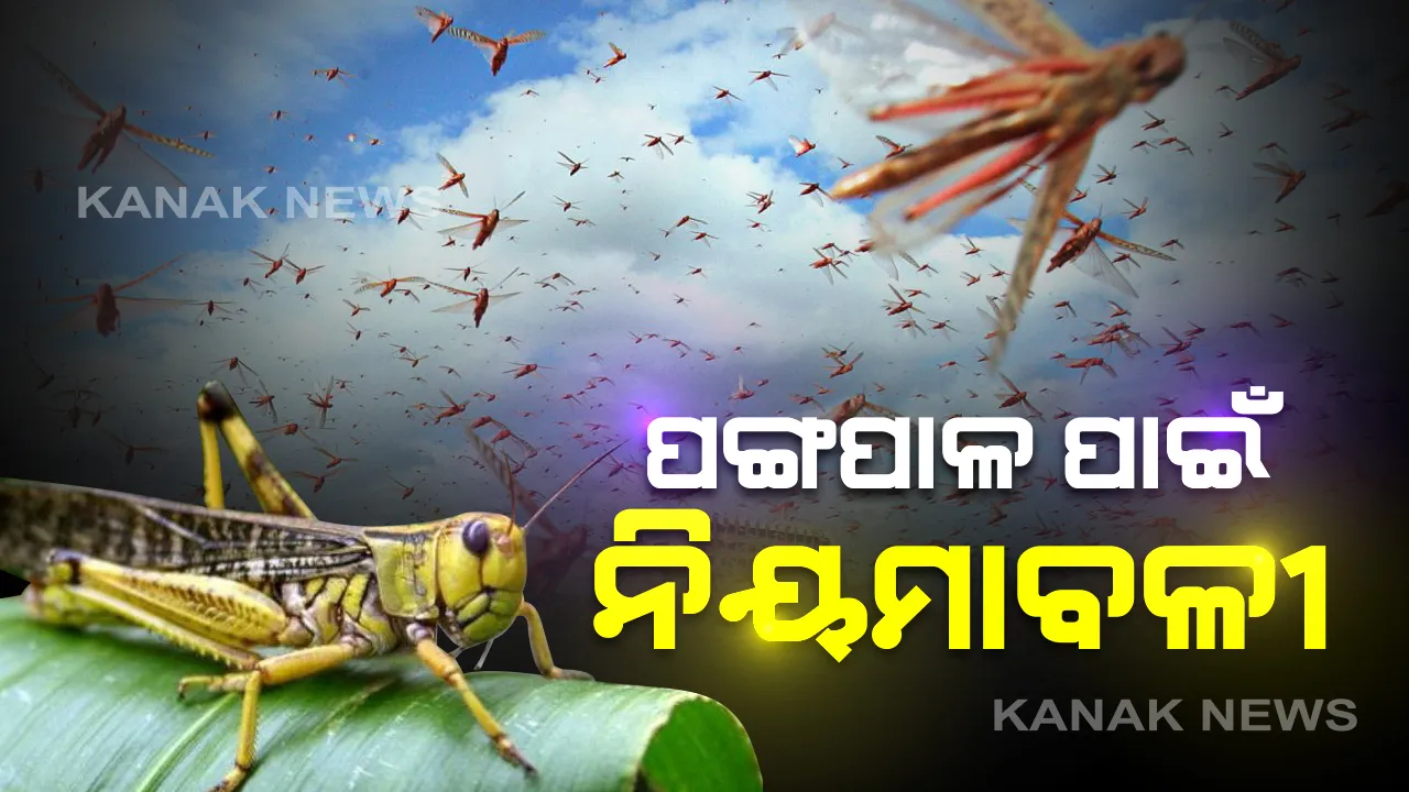  ଛତିଶଗଡ ଛୁଇଁଲେ ପଙ୍ଗପାଳ: ମୁକାବିଲା ପାଇଁ ନିୟମାବଳୀ ଜାରି କଲେ ରାଜ୍ୟ ସରକାର; ପ୍ରତି ଜିଲ୍ଲାରେ ରହିବେ ନୋଡାଲ ଅଫିସର,କଂଟ୍ରୋଲ ରୁମରୁ କରାଯିବ ନିୟନ୍ତ୍ରଣ