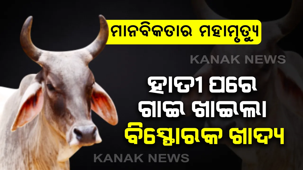  ମାନବିକତାର ମହାମୃତ୍ୟୁ...ହିମାଚଳ ପ୍ରଦେଶରେ କେରଳ କାଣ୍ଡର ପୁନରାବୃତ୍ତି: ପାଶବିତାର ସୀମା ଚପିଲା ମଣିଷ...ହାତୀ ପରେ ଏବେ ଗର୍ଭବତୀ ଗାଈକୁ ଦେଲେ ବିସ୍ଫୋରକ ଖାଦ୍ୟ