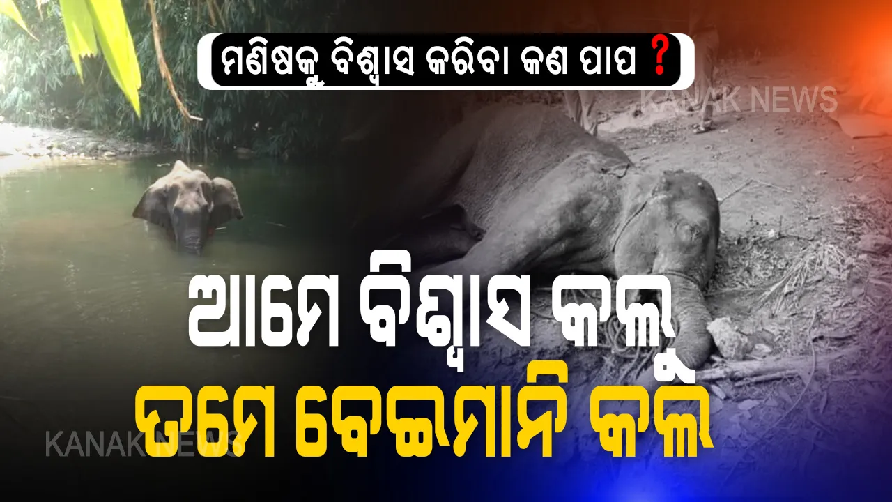  ସୈତାନ ମଣିଷର ଗୁଣକୁ ଜାଣିପାରିଲାନି ଗର୍ଭବତୀ ହାତୀ, ନୃସଂଶତାର ସବୁସୀମା ଟପି ନିଜ ହାତରେ ବାଣ ଭର୍ତ୍ତି ସପୁରୀ ହାତୀକୁ ଦେଲା ଖୁଆଇ । ଗର୍ଭବତୀ ହାତୀ ପାଟିରେ ଫୁଟିଗଲା ବୋମା ଦୀର୍ଘ ସମୟ ଛଟପଟ ହେବା ପରେ ଆଖିବୁଜିଲା ।