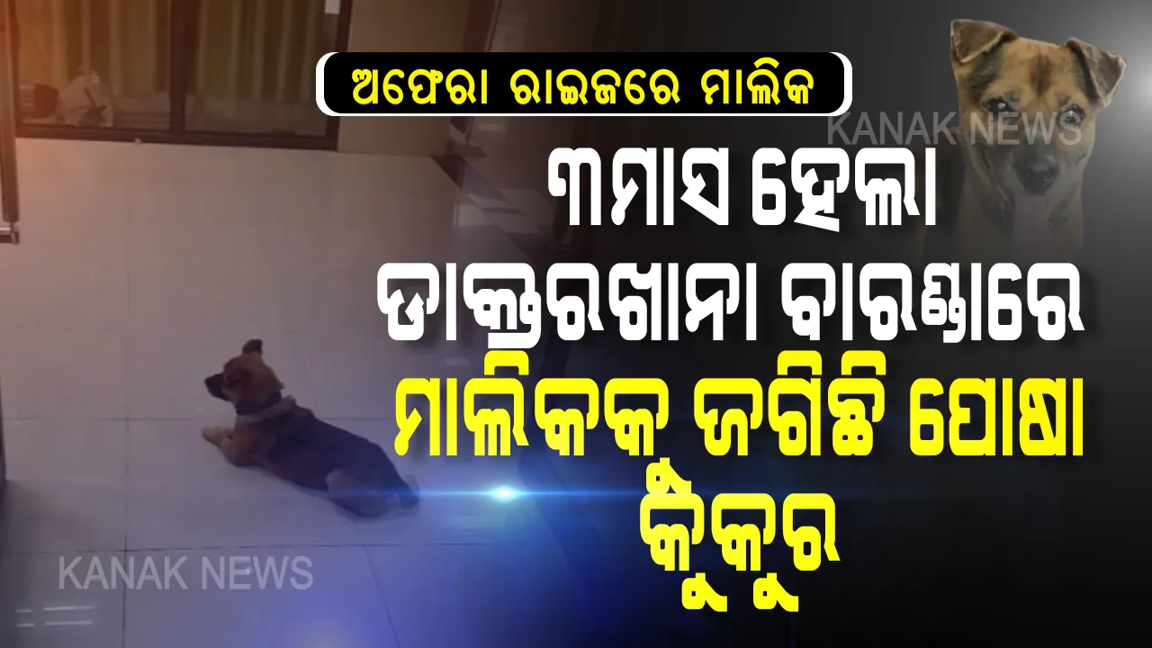 ପୋଷା କୁକୁର ଆଖିରୁ ଲୁହ ଶୁଖୁନି । ଅଫେରା ରାଇଜରେ ମାଲିକ । ଅପଲକ ନୟନରେ ଡାକ୍ତରଖାନା ବାରଣ୍ଡାରେ ୩ ମାସ ହେଲା ବସିରହିଛି ପୋଷା କୁକୁର । କାହାର କିଛି କ୍ଷତି ନକରି ମାଲିକକୁ ମନେ କରି ଦିନ ରାତି ଲୁହ ଗଡ଼ାଉଛି । ନୀରିହ ପଶୁ କି ଜାଣେ ମାଲିକ ତା’ ଆଉ ଫେରିବିନ . . . . .