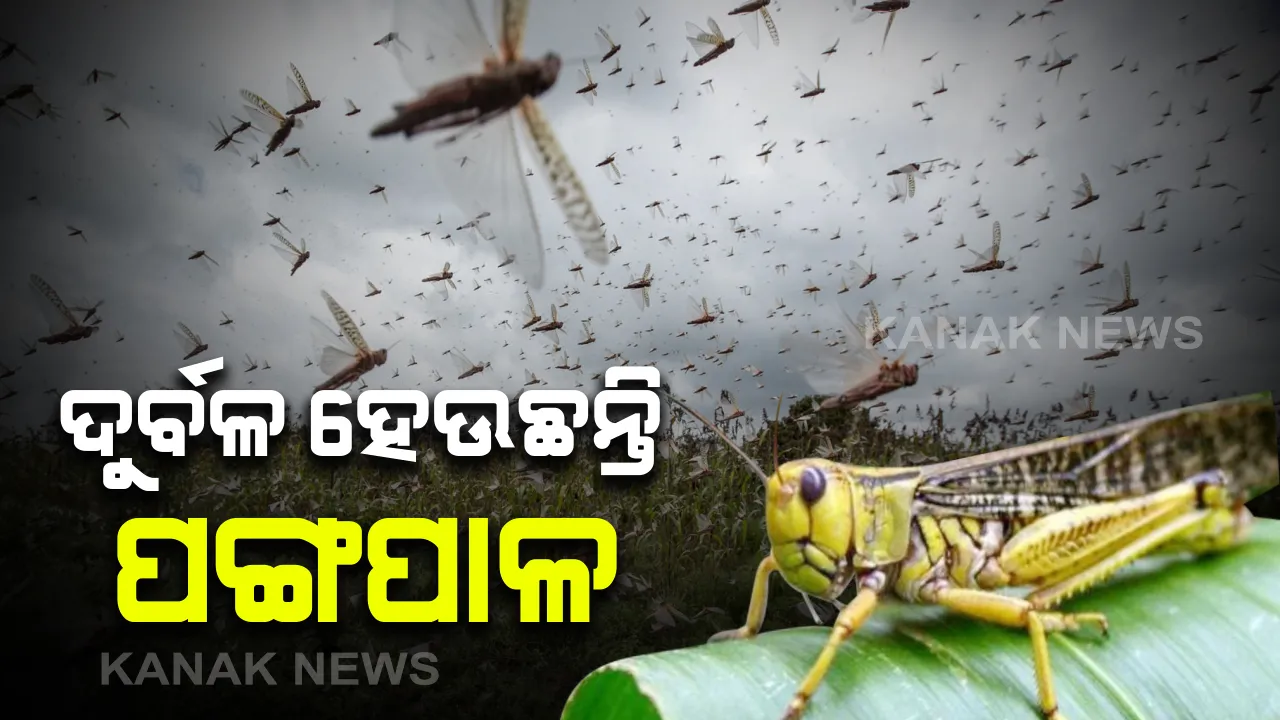  ଦୁର୍ବଳ ହେଉଛି ପଙ୍ଗପାଳର ଗତି: ଓଡିଶା ଆସିବେ କି ନାହିଁ ଆସନ୍ତା ୪ରୁ ୫ ଦିନ ଭିତରେ ଜଣାପଡିବ; ପଙ୍ଗପାଳ ଦଳର ଗତିବିଧି ଉପରେ କରାଯାଉଛି ମନିଟରିଂ