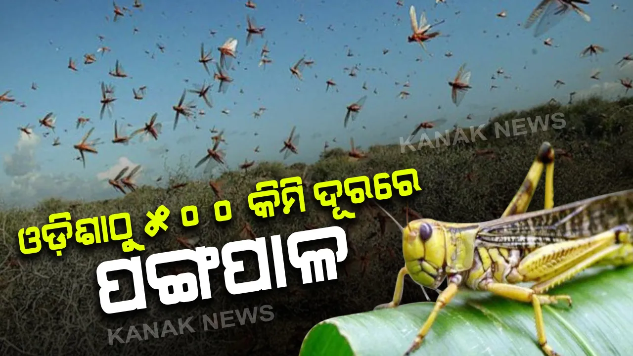  ଓଡିଶା ଠାରୁ ମାତ୍ର ୫୦୦କିମି ଦୂରରେ ପଙ୍ଗପାଳ । ରାଜ୍ୟକୁ ଆସିବାର ଆଶଙ୍କା ଥିବାର ପ୍ରତିଦିନ ମନିଟର ହେଉଛି ସ୍ଥିତି । ସମସ୍ତ ଜିଲ୍ଲାପାଳ ଓ ଅଗ୍ନିଶମ ବିଭାଗକୁ ସଜାଗ ରହିବାକୁ ନିର୍ଦ୍ଦେଶ । କୃଷି ନିର୍ଦ୍ଦେଶକ ଏମ.ମୁଥୁକୁମାରଙ୍କ ସୂଚନା ।