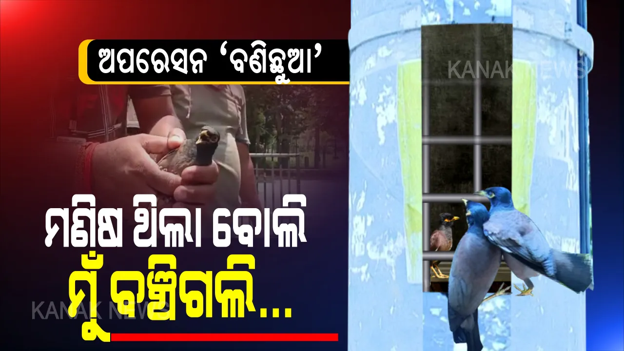  ବିଦ୍ୟୁତ୍ ଖୁଣ୍ଟର ଜାଲି ଭିତରେ ଫସି ଯାଇଥିଲା ବଣିଛୁଆ । ବଞ୍ଚାଇବା ପାଇଁ ଥଣ୍ଟରେ ଜାଲି ଝିଙ୍କି ନିରାଶ ହେବା ପରେ କାନ୍ଦୁଣୁ ମାନ୍ଦୁଣୁ ବଣି ବାପାମାଆ... ଚିଁ ଚିଁ ଚିକ୍ରାର ଶୁଣି ଉଦ୍ଧାର କଲା ମଣିଷ । ରାଜଧାନୀ ଛାତି ଉପରେ ଲେଖା ହେଲା ପକ୍ଷୀ-ମଣିଷର ନୂଆ କାହାଣୀ