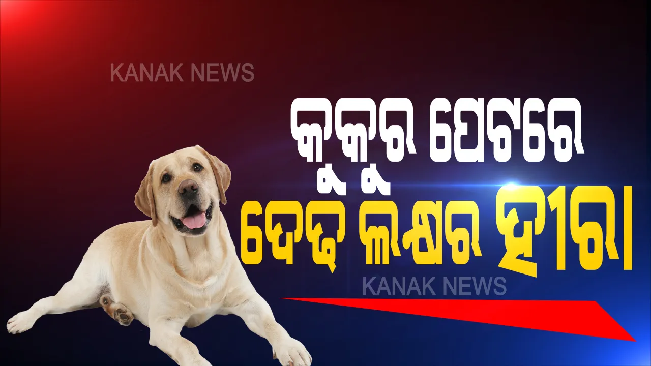  ଦେଢ ଲକ୍ଷ ଟଙ୍କାର ହୀରା ଗିଳିଦେଲା କୁକୁର । ଅସ୍ତ୍ରୋପଚାର ପରେ ବାହାରିଲା ହୀରା, ହେଲେ ଅପରେସନ ପରେ ଆଶ୍ଚର୍ଯ୍ୟ ହୋଇଗଲେ ଡାକ୍ତର । ଜାଣନ୍ତୁ... କୁକୁର ପେଟରୁ ବାହାରିଲା କ'ଣ?