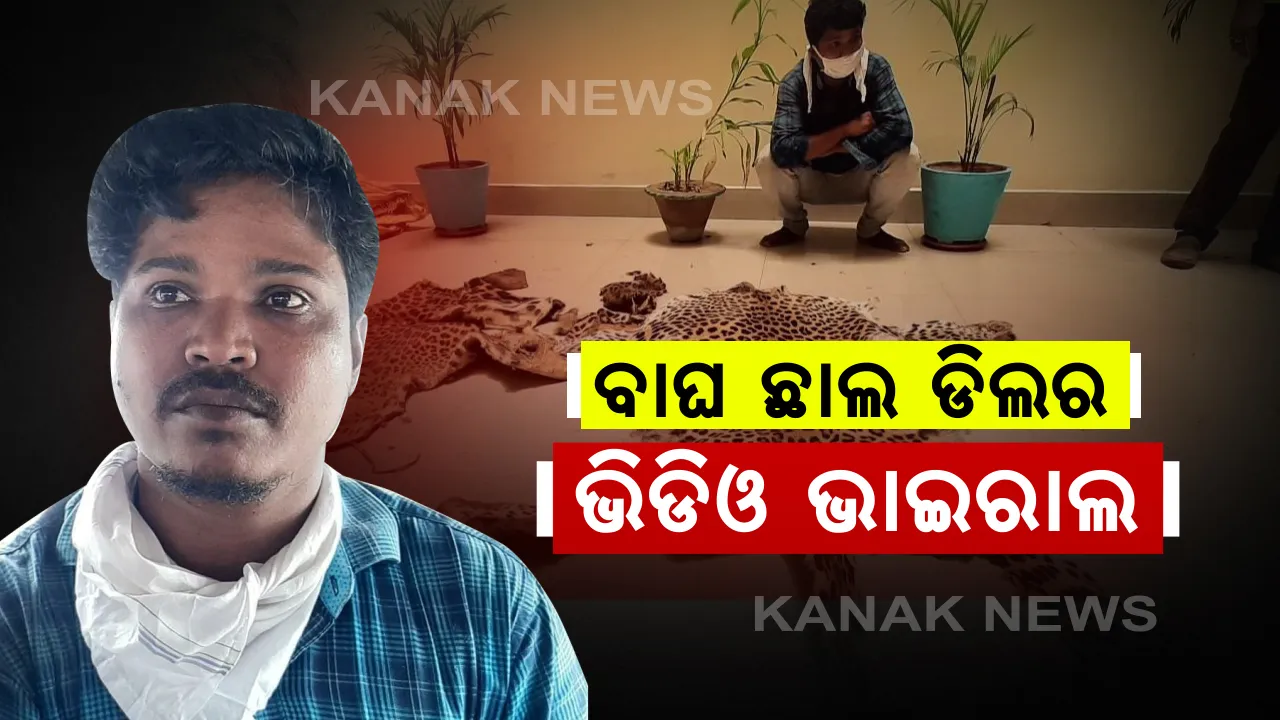  ବାଘ ଛାଲ ଡିଲର ଭିଡିଓ ଭାଇରାଲ : ଗୁଳିପରେ ନିଜେ ସମିତି ସଭ୍ୟ ବାଘ ଦେହରୁ ଉତାରୁଛନ୍ତି ଛାଲ ; ଖୁଲମଖୁଲା ଚାଲିଛି ମୂଲଚାଲ ,ରଣପୁର ବାଘଛାଲ ଜବତ ଘଟଣାରେ ଗିରଫ ହୋଇଛନ୍ତି ବନ୍ଧମୁଣ୍ଡା ସମିତି ସଭ୍ୟ