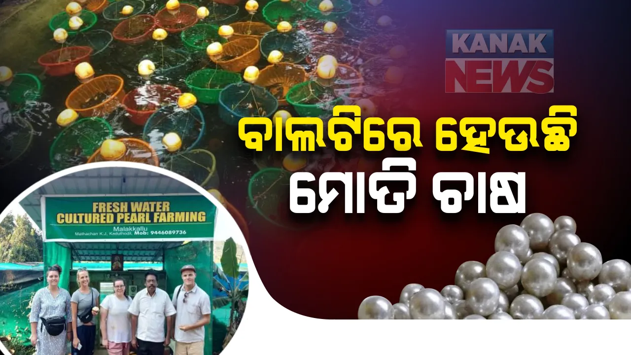 କୃତ୍ରିମ ପୋଖରୀରେ ବାଲଟି ସାହାଯ୍ୟରେ ମୋତିଚାଷ କରି ମାଲାମାଲ୍ ଏହି ପ୍ରଫେସର୍ ଚାଷୀ : ବିଦେଶକୁ ରପ୍ତାନୀ ହେଉଛି ମୂଲ୍ୟବାନ ମୋତି ।