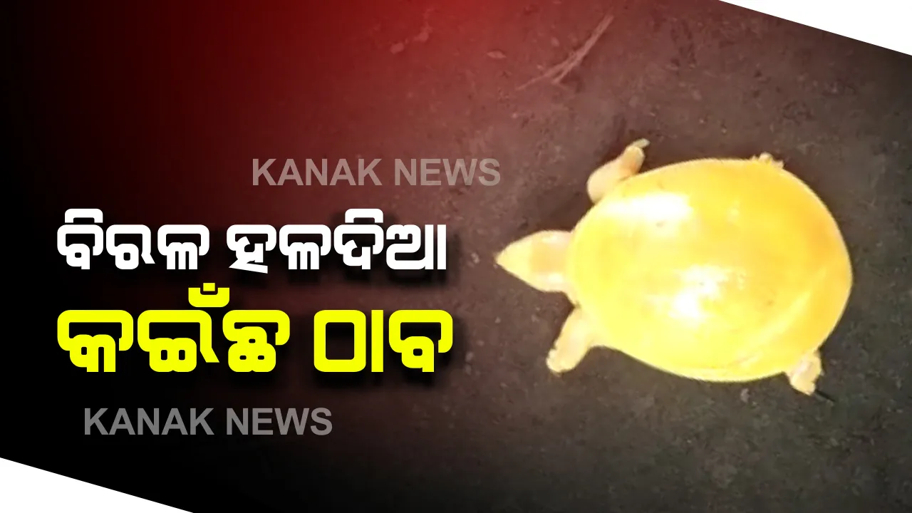  ବାଲେଶ୍ୱରରେ ସୋର ଅଂଚଳରେ ମିଳିଲା ଦୁର୍ଲଭ କଇଁଛ : ବିଲରେ ହଳ କରୁଥିବା ସମୟରେ ବିରଳ ହଳଦିଆ କଇଁଛ ଠାବ; ବନବିଭାଗକୁ କରାଗଲା ହସ୍ତାନ୍ତର