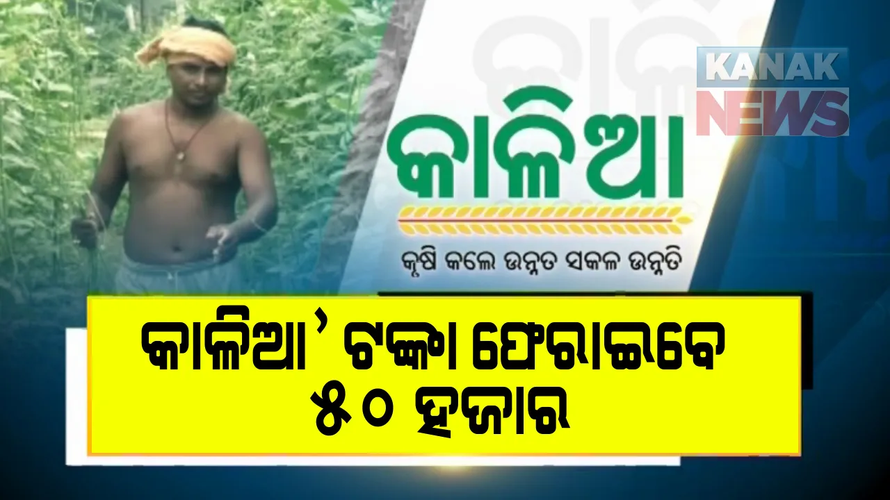  ଅଯୋଗ୍ୟ ହିତାଧିକାରୀ ଫେରାଇବେ କାଳିଆ ଟଙ୍କା : ୫୦ ହଜାର ଅଯୋଗ୍ୟ ହିତାଧିକାରୀଙ୍କୁ ଟଙ୍କା ଫେରାଇବାକୁ ବ୍ୟାଙ୍କ ଆକାଉଂଟ ନମ୍ବର ଦିଆଯାଇଥିବା କହିଲେ କୃଷି ସଚିବ ସୌରଭ ଗର୍ଗ