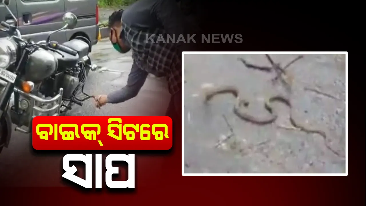  ବର୍ଷାଋତୁରେ ବଢୁଛି ସାପଙ୍କ ପ୍ରାଦୁର୍ଭାବ : ବାଇକ୍ ସିଟ୍ ତଳେ ଛପିଥିଲା ସାପ , ଅନ୍ୟଯାତ୍ରୀଙ୍କ କହିବାପରେ ସତର୍କ ହେଲେ ଚାଳକ , ସର୍ପଦଂଶନରୁ ବଂଚିଗଲା ଜୀବନ। ଦେଖନ୍ତୁ ଭିଡ଼ିଓ
