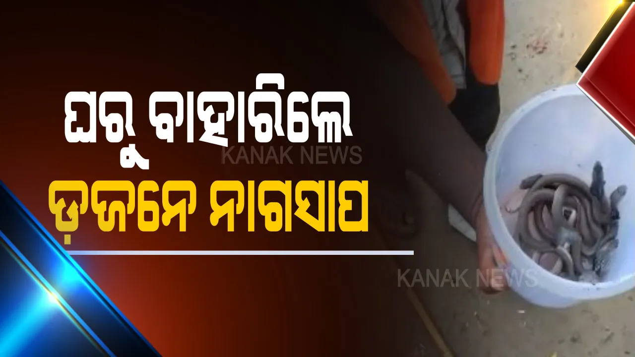  ଘର ମାଟିତଳୁ ବାହାରିଲେ ଡ଼ଜନେ ନାଗସାପ : ୧୨ ଟି ନାଗସାପ ସହ ୨୪ ଟି ଅନ୍ୟ ପ୍ରଜାତିର ସାପକୁ ଉଦ୍ଧାର କଲା ସାପୁଆ କେଳା ।
