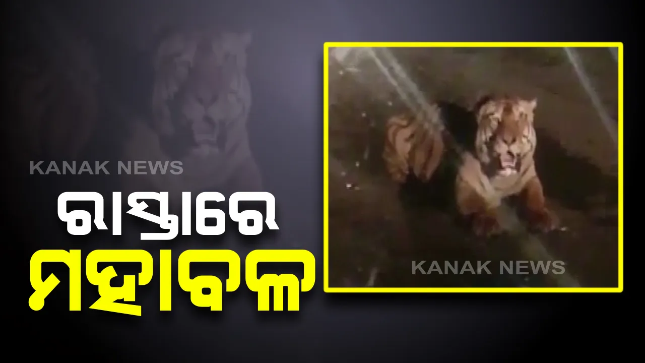  ରାଜରାସ୍ତାରେ ମହାବଳ ବାଘ : ହୃଦସ୍ପନ୍ଦନ ବଢାଇଲା ମଧ୍ୟପ୍ରଦେଶ ସିବନୀର ଦୃଶ୍ୟ । ମଝି ରାସ୍ତାରେ ଘଂଟାଏ ଶୋଇ ରହିିଲା ଜଙ୍ଗଲର ରାଜା । ଉଭୟ ପଟେ ଅଟକିଗଲା ଡଜନେରୁ ଅଧିକ ଗାଡି । ମହାବଳର ଗର୍ଜନରେ ଥରିଲା ପୁରା ଅଂଚଳ