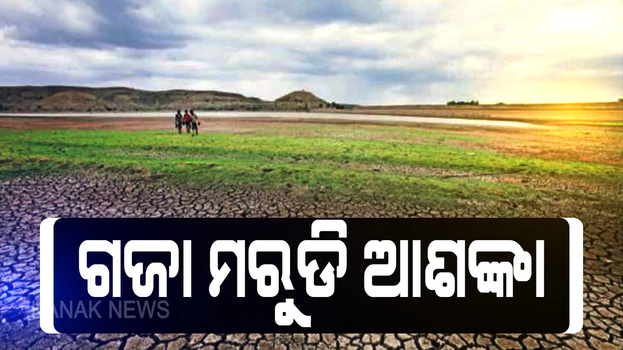 ପାଣି ନାହିଁ ଚାଷୀଙ୍କୁ ଘାରିଛି ଚାଷ ଚିନ୍ତା । ବର୍ଷା ଅଭାବରୁ ଶୁଖି ଗଲାଣି ଧାନ ତଳି, ଫାଟି ଆଁ କରିଛି ଜମି, ମୌସୁମୀର ଲୁଚକାଳି ଖେଳରେ କାକଟପୁର ଓ ଅସ୍ତରଙ୍ଗ ଚାଷୀ ଅସ୍ତବ୍ୟସ୍ତ । ଏପଟେ କାମାକ୍ଷାନଗର ଓ କେନ୍ଦ୍ରାପଡାରୁ ଆସିଛି ସମାନ ଚିତ୍ର ।