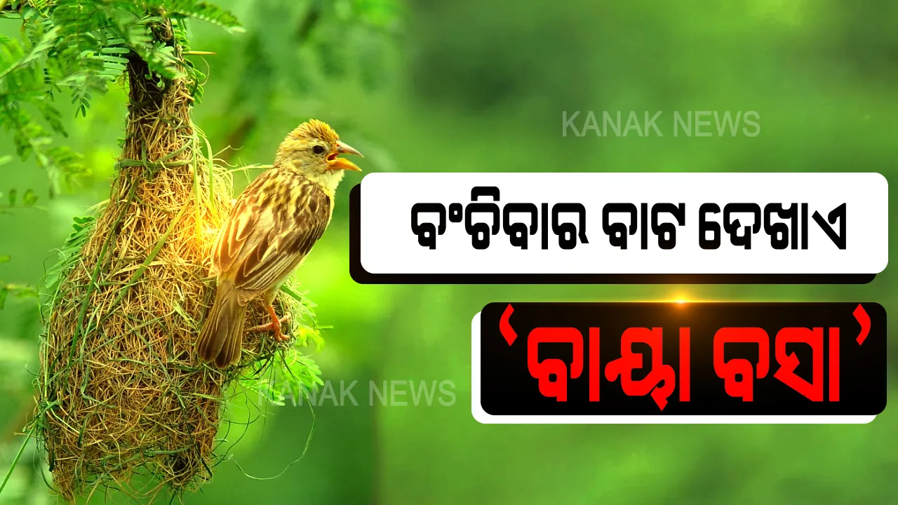 ଟିକି ବାଇ ଚଢ଼େଇ ସମାଜକୁ ଦିଏ ବଡ ସଂଦେଶ । ହେଲେ ଆଜି ବିପଦରେ ଏହି ପକ୍ଷୀ, ମଣିଷ ଜଙ୍ଗଲ କାଟି ଗଢୁଛି କଂକ୍ରିଟ ସହର, ଲୋପ ପାଉଛନ୍ତି ସମାଜକୁ ପ୍ରେରଣା ଯୋଗାଉଥିବା ଏହିପକ୍ଷୀ ।