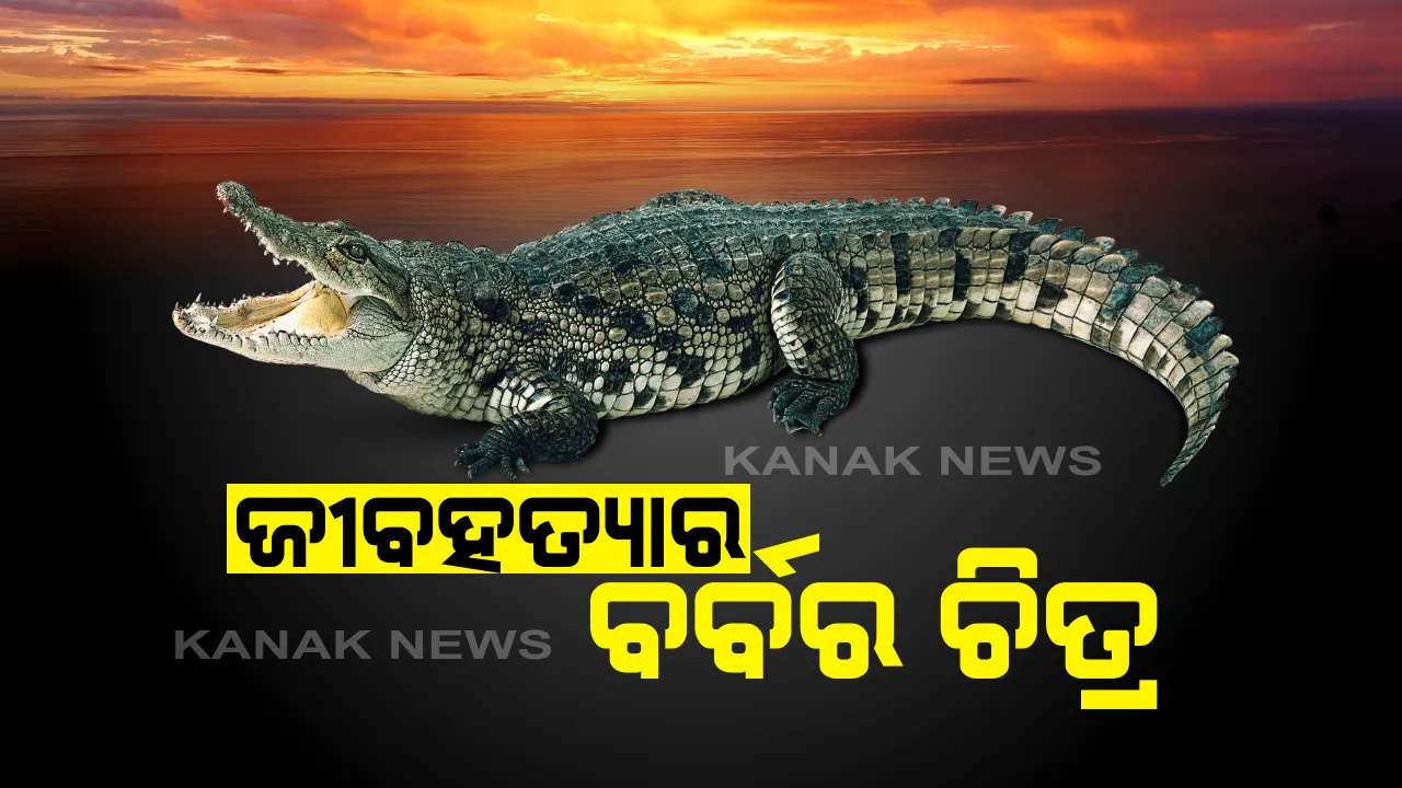  ମାଲକାନଗିରିରୁ ଆସିଲା ପଶୁହତ୍ୟାର ବର୍ବର ଚିତ୍ର । ଶାବେରୀ ନଦୀରୁ ୧୦ ଫୁଟ ଲମ୍ବର ବିଶାଳକାୟ କୁମ୍ଭୀରକୁ ମାରି ଗଛଡାଳରେ ବାନ୍ଧିଲେ ଲୋକେ, ବନବିଭାଗ ବେଖବର