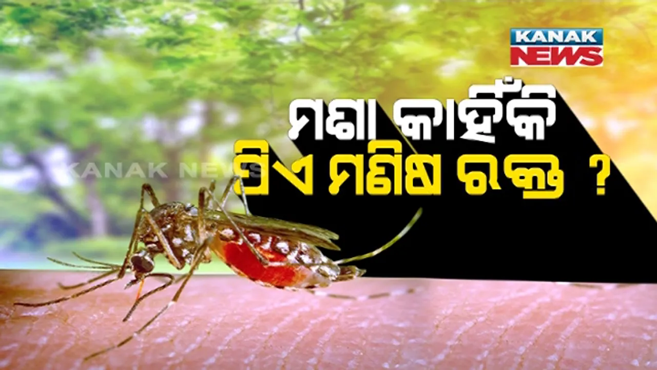  ମଶା କାହିଁକି ପିଏ ମଣିଷ ରକ୍ତ ? ମଣିଷ ରକ୍ତ ପ୍ରତି ମଶା ଆକୃଷ୍ଟ ହେବାର କାରଣ କ’ଣ ? ଜାଣନ୍ତୁ କ’ଣ କହିଲେ ବୈଜ୍ଞାନିକ ।