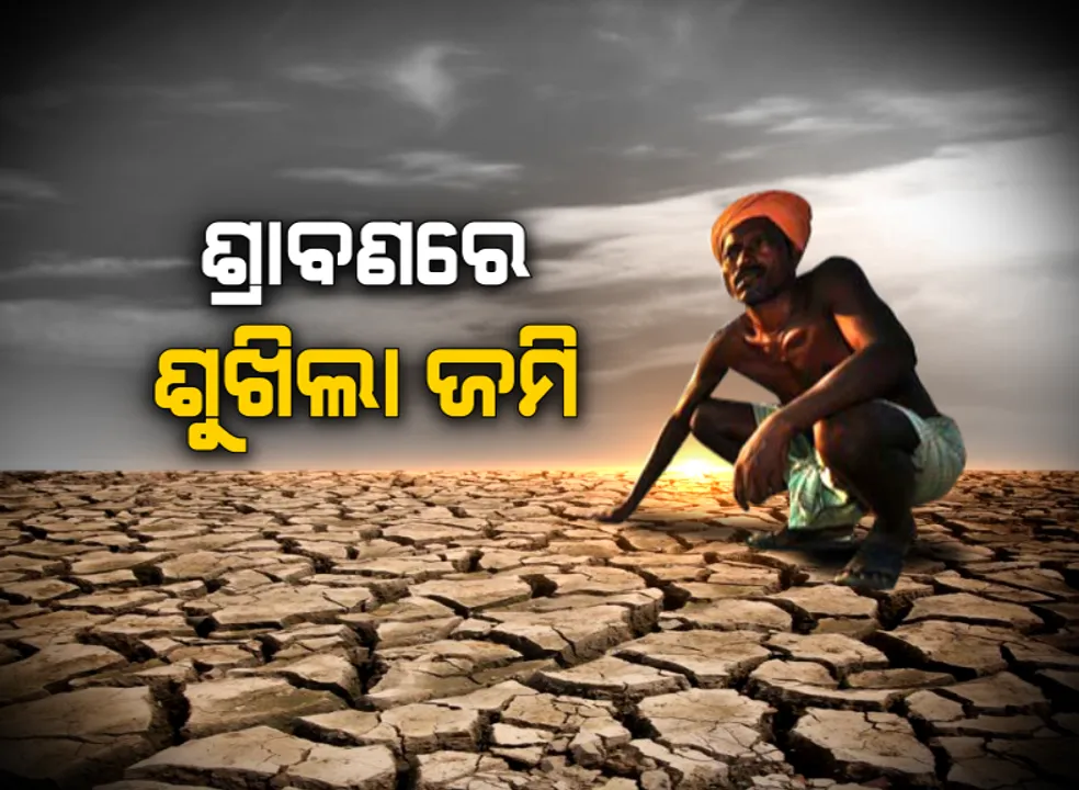  ଓଡିଶାର ମରୁଡି ପ୍ରଭାବିତ ଅଂଚଳରୁ ଆସିଲା ଅଭାବନୀୟ ଚିତ୍ର : କୂଅରୁ ପାଣି ନେଇ ଜମିରେ ପକାଉଛି ଚାଷୀ ; ଯେକୌଣସି ଉପୟରେ ତଳି ବଂଚାଇ ରଖିବାକୁ ଉଦ୍ୟମ, ରାଜ୍ୟର ୧୧ଟି ଜିଲ୍ଲାରେ ସାଂଘାତିକ ସ୍ଥିତି