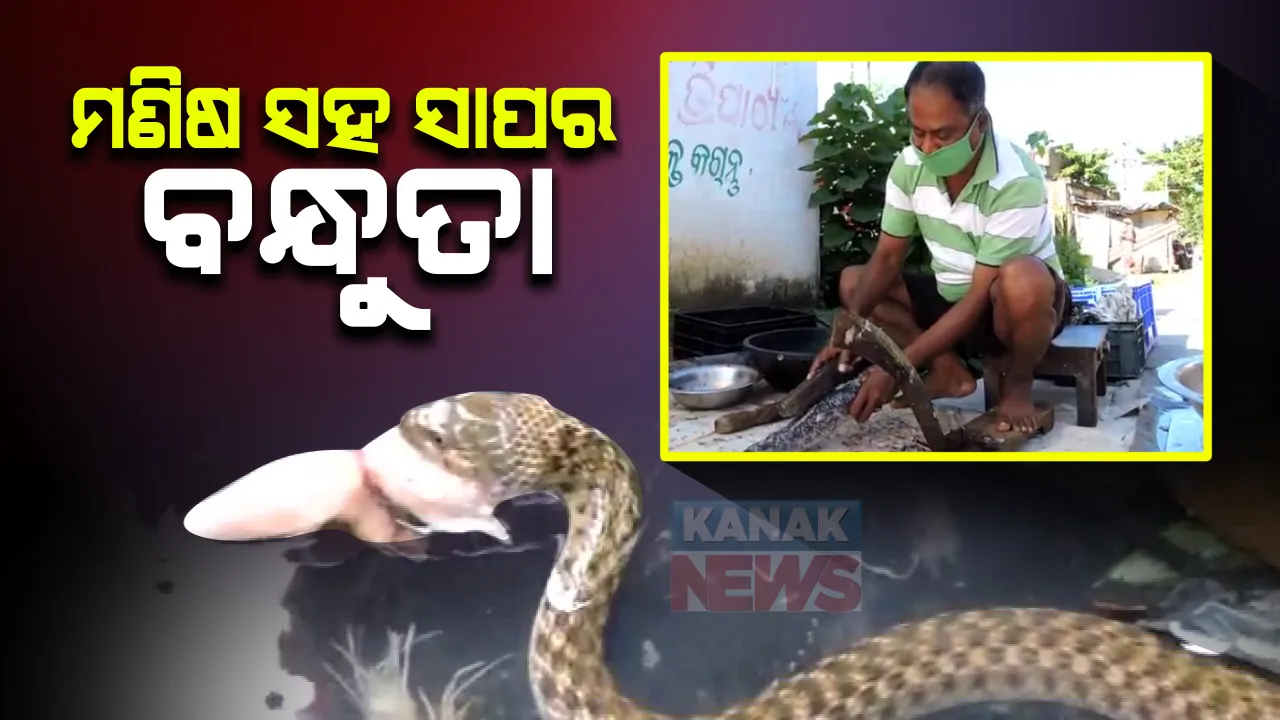  କରୋନା ସମୟରେ ବାଙ୍କି ବଜାରରୁ ଆସିଲା ମଣିଷ ଓ ସାପର ବନ୍ଧୁତାର ଚିତ୍ର: ଆମିଷ ବଜାରକୁ ଆସୁଛନ୍ତି ୪ ଟି ସାପ; ଦୋକାନ ଖୋଲିବା ମାତ୍ରେ ଦେଉଛନ୍ତି ଦେଖା