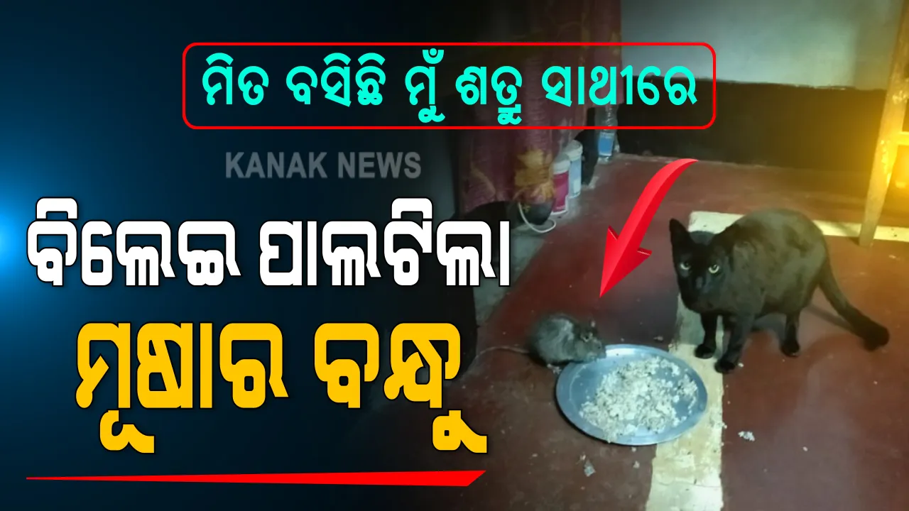  ଆମେ ଶତ୍ରୁ ନୁହେଁ ସାଙ୍ଗ... ଭାଙ୍ଗିଲା ଯୁଗ ଯୁଗର ଶତ୍ରୁତାର ସମ୍ପର୍କ । ଖାଦ୍ୟ-ଖାଦକର ଶୃଙ୍ଖଳ ଛିଡାଇ ବନ୍ଧୁତାର ହାତ ବଢାଇଲେ ବିଲେଇ-ମୂଷା । ଗୋଟିଏ ଥାଳିରେ ଏକାଠି ଖାଉଥିବାର ବିରଳ ଦୃଶ୍ୟ ଦେଖି ଆଶ୍ଚର୍ଯ୍ୟ ହେଲା ମଣିଷ...
