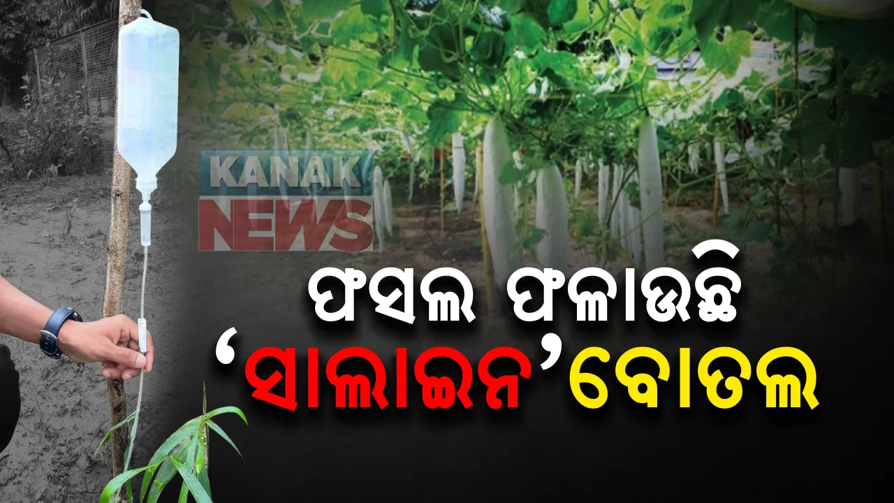  ଫସଲ ଫଳାଉଛି ସାଲାଇନ ବୋତଲ ! ଗ୍ଲୁକୋଜର ଖାଲି ବୋତଲକୁ ବ୍ୟବହାର କରି ଟାଙ୍ଗରା ଭୂଇଁରେ ସୁନାର ଫସଲ ଫଳାଇଲେ ଚାଷୀ: ମାତ୍ର ୨୦ ଟଙ୍କା ଖର୍ଚ୍ଚ କରି ଲକ୍ଷାଧିକ ଟଙ୍କା ରୋଜଗାର କରୁଛନ୍ତି ରମେଶ