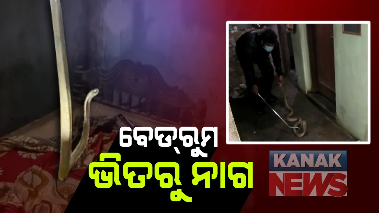  ବେଡ ରୁମ ଭିତରୁ ବାହାରିଲା ନାଗ ସାପ : ବାଙ୍କୀ ହରିରାଜପୁର ଗାଁରେ ଚାରିଆଡେ ବର୍ଷା ପାଣି ଯୋଗୁ ଘରେ ଭିତରେ ପଶୁଛନ୍ତି ସାପ; ୫ ଫୁଟର ନାଗକୁ ଉଦ୍ଧାର କଲା ସ୍ନେକ ହେଲପ ଲାଇନ