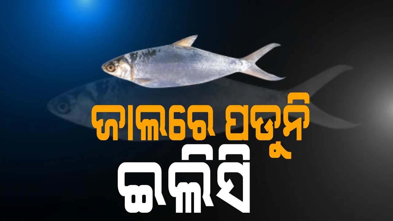  ଇଲିସି ହେଲା ସାତସପନ: ଶ୍ରାବଣମାସରେ ବର୍ଷା ନଥିବାରୁ ଜାଲରେ ଧରାପଡୁନାହାନ୍ତି ଇଲିସି; ପାଗରେ ପରିବର୍ତ୍ତନ କାରଣରୁ କୁଳକୁ ଅଣ୍ଡା ଦେବାକୁ ଆସୁନାହାନ୍ତି ଇଲିସି