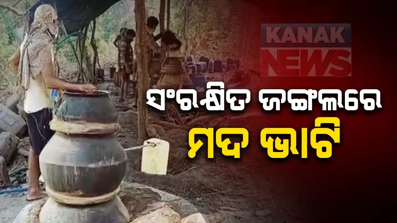  ଅବକାରୀ ବିଭାଗ ନାକ ତଳେ ଚାଲିଛି ବେଧଡକ ନିଶା କାରବାର । ଆଠଗଡ ବନଖଣ୍ଡ ସଂରକ୍ଷଣ ଜଙ୍ଗଲ ଭିତରେ ଚାଲିଛି ବେଆଇନ୍ ଦେଶି ମଦ ଭାଟି । ସ୍ଥାନୀୟ ଲୋକଙ୍କ ଅଭିଯୋଗ, ସବୁ ଦେଖି ଆଖି ବୁଝି ଦେଇଛି ଅବକାରୀ ବିଭାଗ