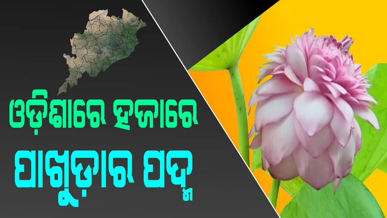  ଆଶ୍ଚର୍ଯ୍ୟ ହେଲେ ବି ସତ ! ଓଡ଼ିଶାରେ ଫୁଟିଲା ବିରଳ ପଦ୍ମ, ୨ଶହ କି ୩ଶହ ନୁହେଁ ୧ ହଜାର ପାଖୁଡ଼ା ପଦ୍ମକୁ ନେଇ ଚର୍ଚ୍ଚା, ପଢ଼ନ୍ତୁ ଓଡ଼ିଶାର କେଉଁଠି ରହିଛି ଏକ ହଜାର ପାଖୁଡ଼ାର ପଦ୍ମ