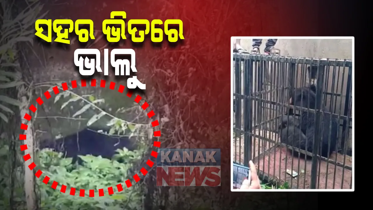  ଭବାନୀ ପାଟଣାରେ ସହରରେ ଆତଙ୍କ : ବିଳମ୍ବିତ ରାତିରେ ୨ଟି ଭାଲୁ ପଶିଆସିଥିବାରୁ ଲୋକେ ରାତି ଅନିଦ୍ରା; ଭାଲୁଙ୍କୁ କାବୁ କରିବା ପାଇଁ ଅଭିଯାନ ଆରମ୍ଭ କଲା ବନ ବିଭାଗ