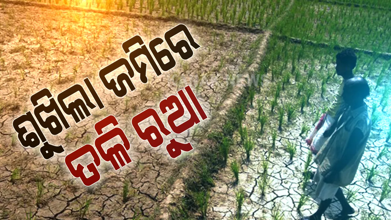  ଚାଷୀର ଭାତ ହାଣ୍ଡିକୁ ଦଇବ ଭରସା : ବର୍ଷା ଅଭାବରୁ ଜମି ଫାଟି ଆଁ, ଶୁଖିଲା ଜମିରେ ତଳି ରୋଇଲା ଚାଷୀ; ନିଆଳିରେ ଶହ ଶହ ଏକର ଜମିରେ ମରୁଡି ଆଶଙ୍କା