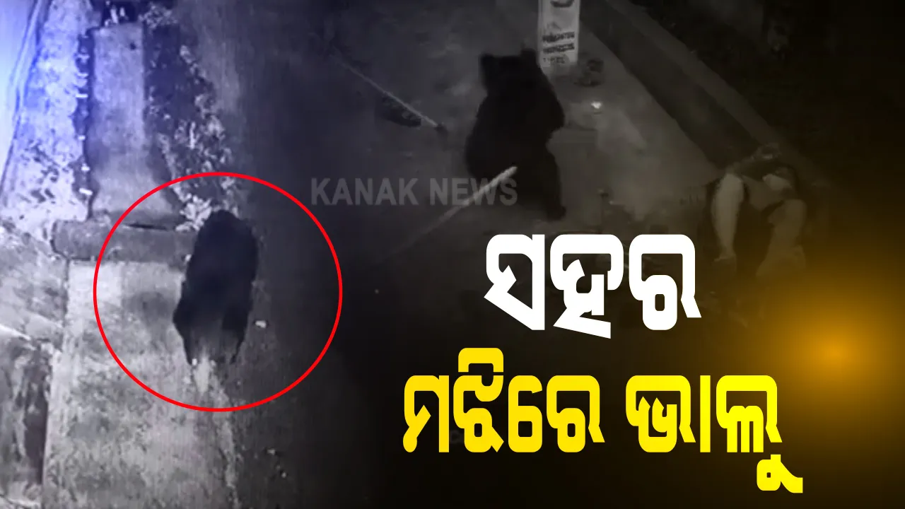  ଭବାନୀପାଟଣାରେ ଲୋକଙ୍କୁ ନୟାନ୍ତ କଲା ଭାଲୁ । ଭାଲୁ ଆକ୍ରମଣରେ ୬ ଆହତ, ଜଙ୍ଗଲି ଜନ୍ତୁକୁ କାବୁ କରିବା ପାଇଁ ବନ ବିଭାଗର ଉଦ୍ୟମ ଜାରି, ଗୋଟିଏ ସପ୍ତାହ ହେଲାଣୀ ସହରରେ ଆତଙ୍କ ଖେଳାଇଛି ଭାଲୁ ।
