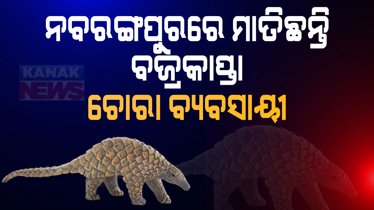  କଟକଣା କୋହଳ ପରେ ମାତିଛନ୍ତି ବଜ୍ରକାପ୍ତା ଚୋରା ବ୍ୟବସାୟୀ । ଜୀବନ୍ତ ବଜ୍ରକାପ୍ତା ଉଦ୍ଧାର ସହ ଜଣକୁ ଗିରଫ କଲା ଉମରକୋଟ୍ ବନବିଭାଗ ।