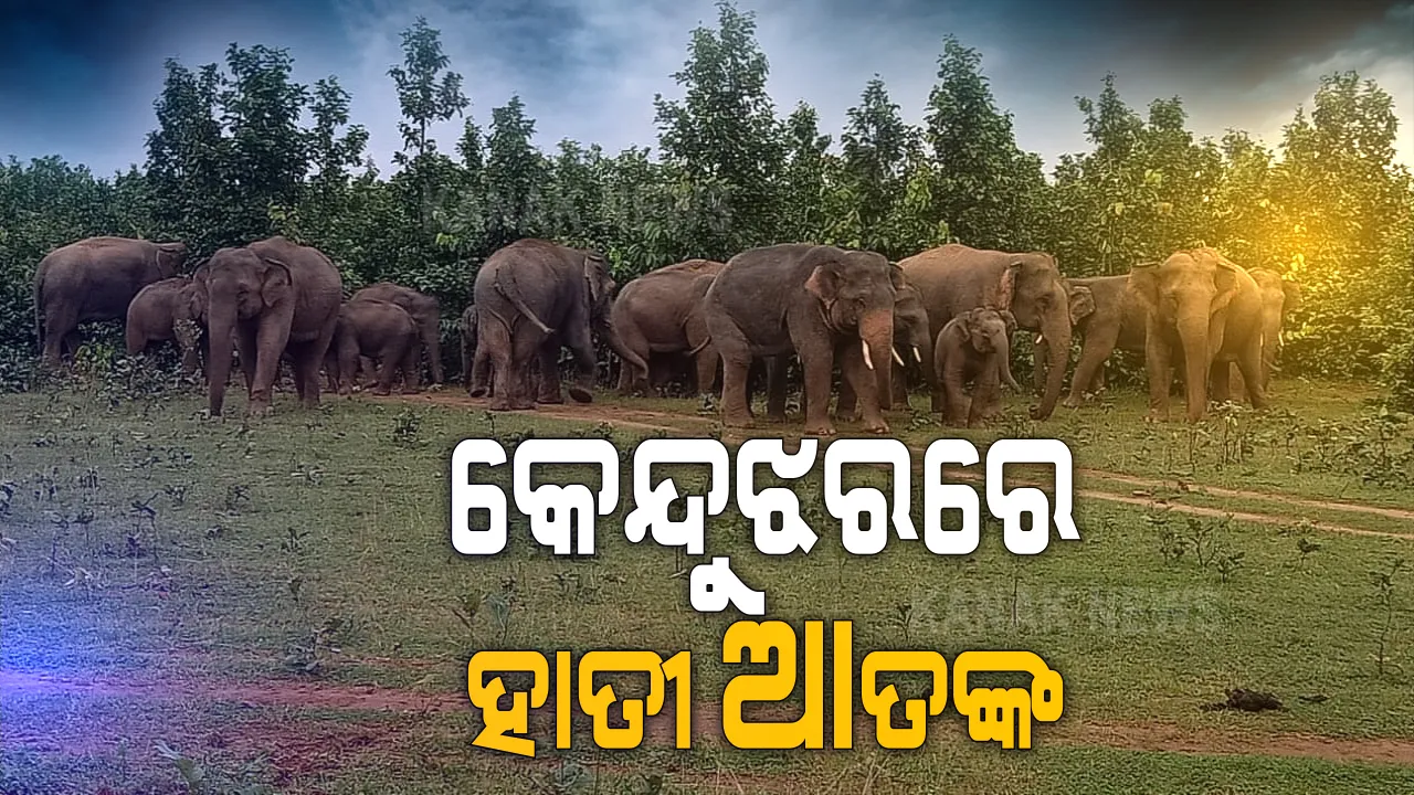  କେନ୍ଦୁଝରରେ ବଢିଚାଲିଛି ହାତୀ ଉପଦ୍ରବ । ଘର ଭାଙ୍ଗୁଛନ୍ତି, ଫସଲ ବି ନଷ୍ଟ କରୁଛନ୍ତି