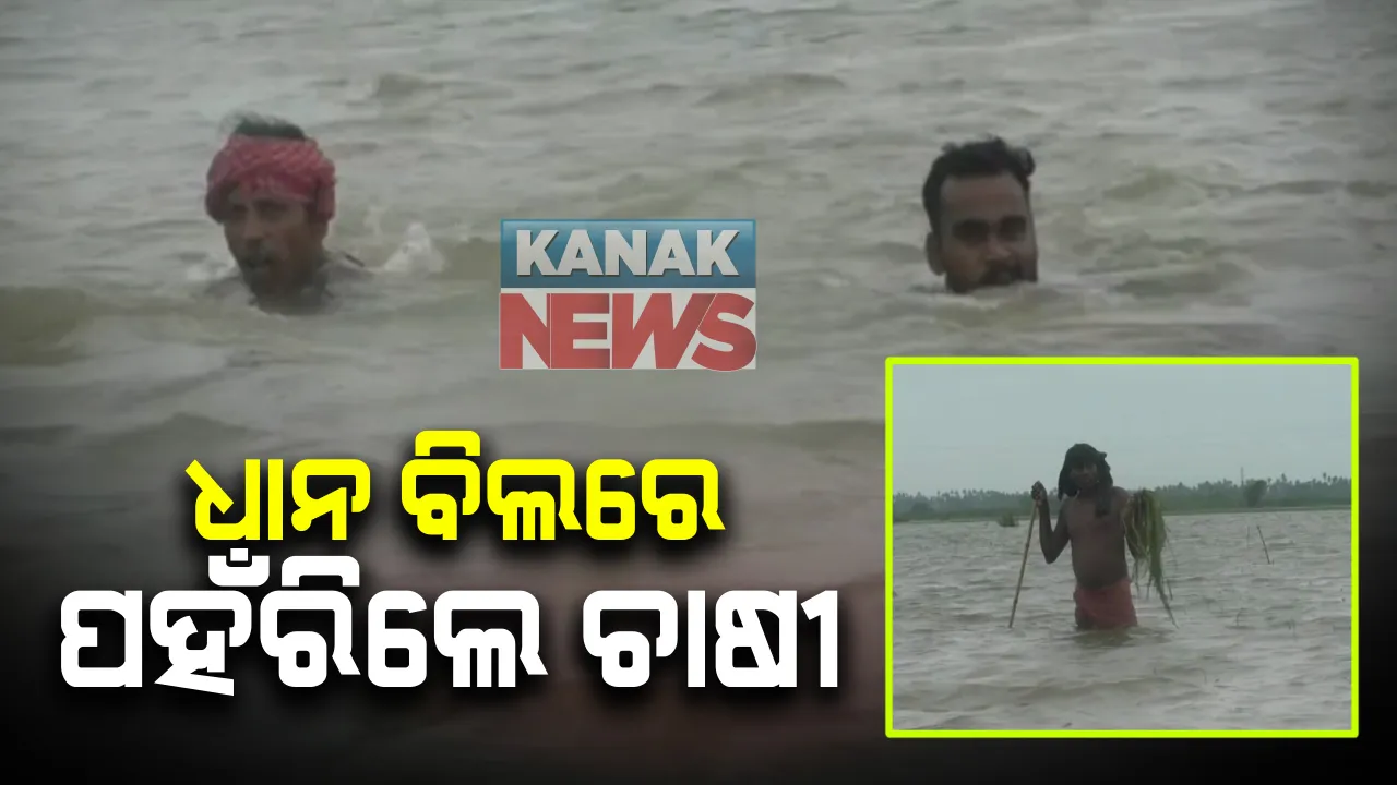 ଦାଉ ସାଧିଲା ବର୍ଷା ପାଣି : ପୁରୀର ସତ୍ୟବାଦୀ ଅଂଚଳରେ ବିଲରେ କୁତ୍ରିମ ନଦୀର ଭ୍ରମ, ବନ୍ୟାରେ ଧାନ ବିଲରେ ପହଁରିଲେ ଚାଷୀ; ବ୍ୟାପକ ଧାନ ଫସଲ ନଷ୍ଟ