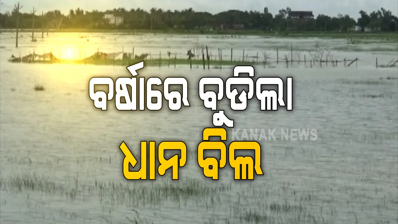  ବର୍ଷା ଯୋଗୁଁ ବୁଡିଲା ଧାନ ବିଲ । ନିମାପଡା, ରାଜନଗରରେ ବ୍ଲକର ହେକ୍ଟର ହେକ୍ଟର ଚାଷ ଜମି ଜଳମଗ୍ନ, ନବରଙ୍ଗପୁରର ରାଜରାସ୍ତା ଉପରେ ୨ ଫୁଟର ପାଣି, ଏସଆରସି କହିଲେ, ବନ୍ୟା ଭୟ ନାହିଁ ।