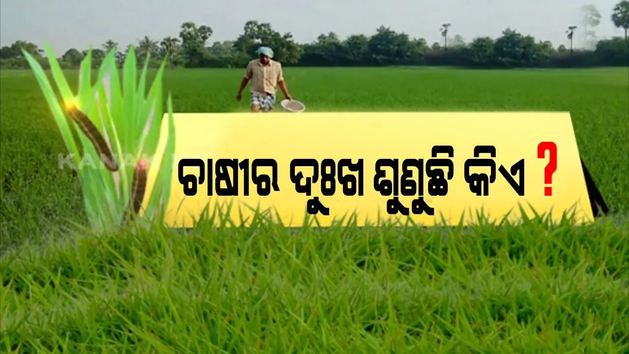  ଚାଷୀ ଚିନ୍ତା ବଢାଇଲା ଅଜଣା ରୋଗ । ଶହ ଶହ ହେକ୍ଟର ଧାନ ଫସଲ ନଷ୍ଟ, ବାରମ୍ବାର ଗୁହାରି ପରେ ଶୁଣୁନାହିଁ ପ୍ରଶାସନ