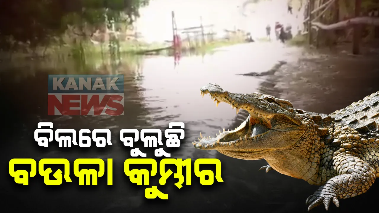  ବିଲରେ ବୁଲୁଛି ବଉଳା କୁମ୍ଭୀର : କେନ୍ଦ୍ରାପଡା ରାଜନଗର ଅଂଚଳରେ ଚାଷ ଜମିକୁ ଯିବାକୁ ଭୟ କରୁଛନ୍ତି ଲୋକେ; ବନ୍ୟାପାଣି ବଢିବା ପରେ ଲୋକଙ୍କର ବଢୁଛି ଚିନ୍ତା