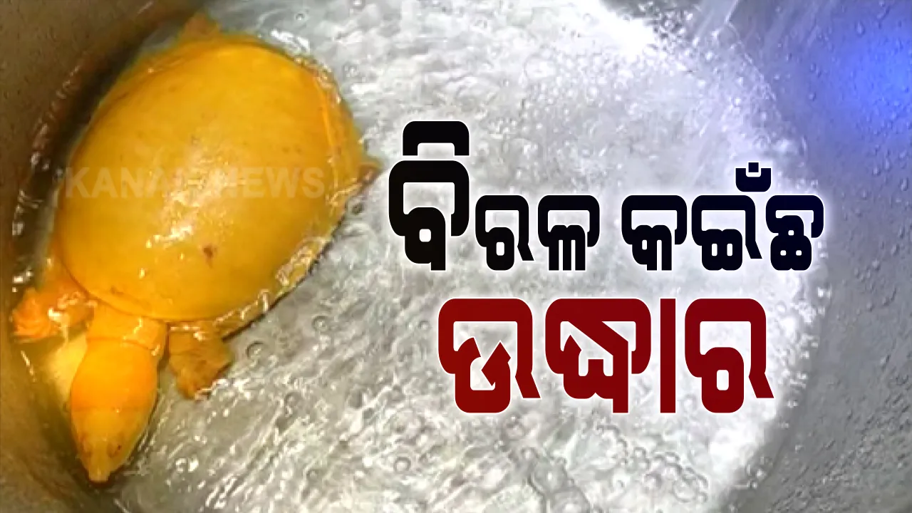  ଚାନ୍ଦବାଲି ଅଂଚଳରୁ ବିରଳ ପ୍ରଜାତିର ସ୍ୱର୍ଣ୍ଣ କଇଁଛ ଠାବ : ଚାଷଜମିରୁ ଉଦ୍ଧାର ପରେ ବନବିଭାଗକୁ କରାଗଲା ହସ୍ତାନ୍ତର ; ବନ୍ୟା ପାଣିରେ ଭାସି ଆସିଥିବା ଅନୁମାନ