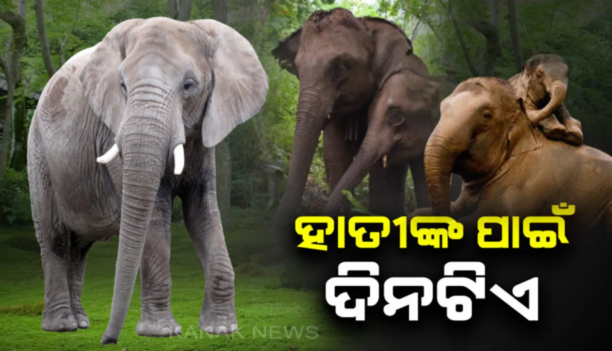  ଆଜି ବିଶ୍ୱ ହସ୍ତୀ ଦିବସ : ଜୀବନ ଯାଉଛି… ଜୀବନ ନେଉଛି…ହାତୀ-ମଣିଷ ଲଢ଼େଇରେ ୬ ବର୍ଷରେ ମଲେଣି ୧୪୬ ହାତୀ, ୧୯୨ ମଣିଷ