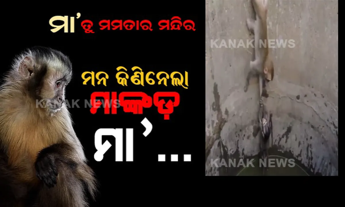  କୂଅରେ ପଡ଼ି ଛଟପଟ ହେଉଥିଲା ଛୁଆ । ଚିଆଁଚିଆଁ ଶବ୍ଦ କରି ଚିତ୍କାର କଲା ମାଙ୍କଡ଼ ମା’ । ପଶୁ ବୋଲି କେହି ବୁଝିଲେନି ମା’ର ମମତା, ଶେଷ ଯାଏଁ ସଂଘର୍ଷ କରି ମୃତ୍ୟୁ ମୁହଁରୁ କୋଳର ଝୁଲଣାକୁ ଟେକିଆଣିଲା । ମାଙ୍କଡ଼ ମା’ର ମମତା ଭରା ଭିଡ଼ିଓ ଦେଖିଲେ ମା’ କୋଳ କଥା ମନେ ପକାଇବ ମଣିଷ...
