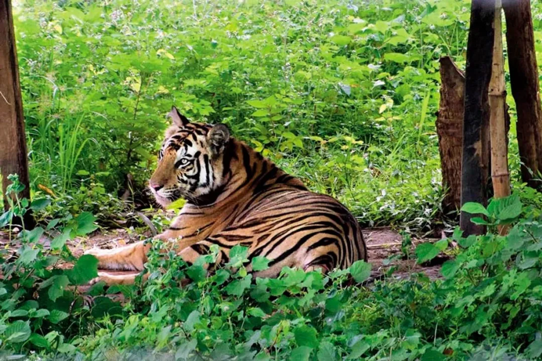  https://www.outlookindia.com/ 