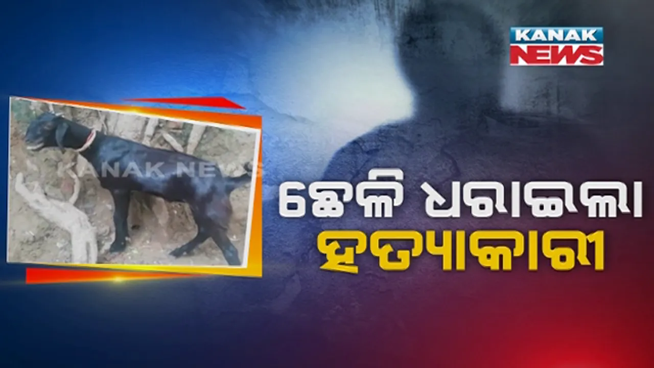  ଋଣ ସୁଝିଦେଲା ଛେଳି : ମୃତ ମାଲିକାଣୀଙ୍କ ହତ୍ୟାକାରୀକୁ ଖୋଜି ଖୋଜି ନୟାନ୍ତ ହୋଇଥିଲା ପୁଲିସ୍ , ଅଭିଯୁକ୍ତକୁ ପୁଲିସ୍ ହାତରେ ଧରାଇଲା ଛେଳି