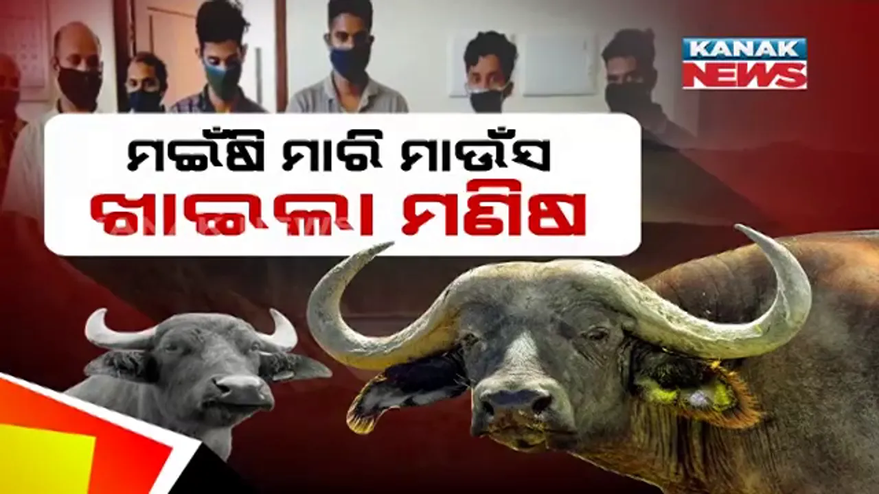  ରେ ମଣିଷ ତୁ କ’ଣ ଏତେ ନିର୍ଦ୍ଧୟ ! କ’ଣ ମଣିଷ ମନରୁ ମରିଗଲାଣି କି ମାନବିକତା ? କେରଳରେ ପୁଣି ପଶୁ ପ୍ରତି ବର୍ବରତା । ପ୍ରଥମେ ହାତୀ ଏବେ ମଇଁଷି , ମଣିଷ ଖାଇଲା ଗର୍ଭବତୀ ମଇଁଷି ମାଉଁସ , ୬ ସଇତାନକୁ ଗିରଫ କଲା ପୁଲିସ୍