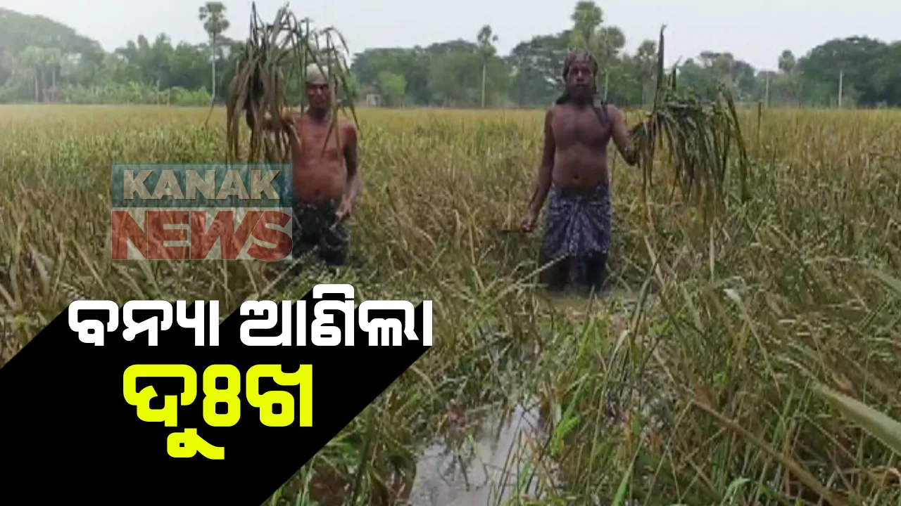  ବନ୍ୟା ଗଲା ଦୁର୍ଦ୍ଦଶା ବଢିଲା । ଯାଜପୁରର ବରୀ ବ୍ଲକରେ ଉଜୁଡିଗଲା ସୁନାର ଫସଲ : ପାଣି ନିଷ୍କାସନ ହୋଇପାରୁନଥିବାରୁ ଶହ ଶହ ଏକର ଜମି ନଷ୍ଟ ହେଲା ଧାନ ଚାଷ