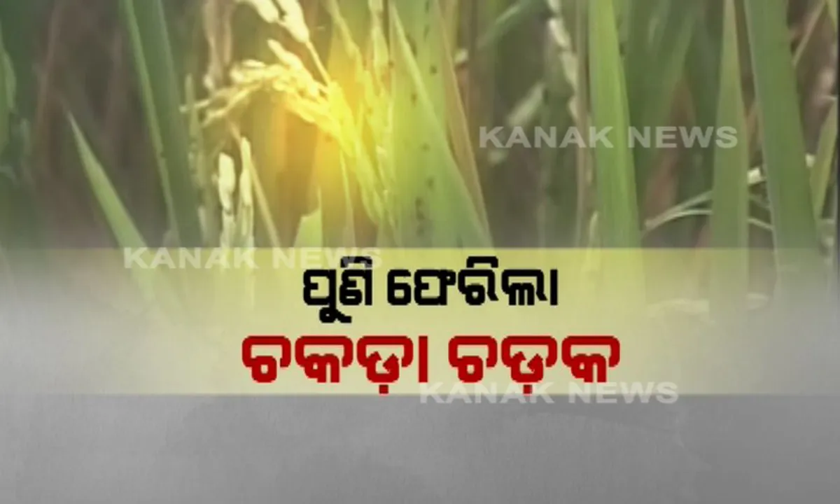  ସମ୍ବଲପୁର କ୍ଷେତକୁ ଫେରିଲେ ଚକଡା ପୋକ । ବର୍ଷା ବିତ୍ପାତରେ କ୍ଷତି ସହିଥିବା ଚାଷୀଙ୍କ ସମସ୍ୟା ଦ୍ୱିଗୁଣିତ କଲା ପୋକ : ସ୍ଥିତି ବିଗିଡିବା ଆଗରୁ ନିରାକରଣ ପାଇଁ ଦାବି