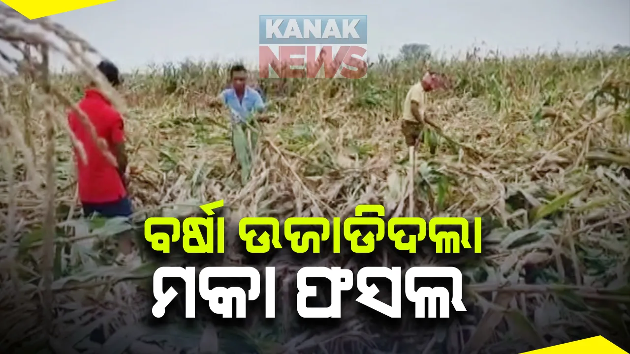  ବର୍ଷା ଉଜାଡିଦେଲା ମକା ଫସଲ : ନବରଙ୍ଗପୁର ଉମରକୋଟରେ ମାଟି କାମୁଡି ପଡିଛି ଏକର ଏକର ଫସଲ; କରୋନା କାଳରେ କେମିତି ସୁଝିବେ ଋଣ ଚିନ୍ତାରେ ଚାଷୀ